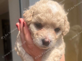Cavapoochon x Cockerpoo