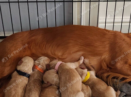 Beautiful Cockapoo Puppies