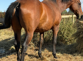 Brood mare