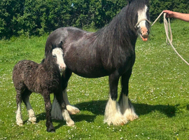 9 yr old mare with colt foal