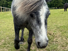 Shetland x mare 10.1h