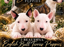 Beautiful English Bull Terrier Puppies