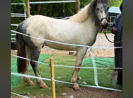 Beau 3year old