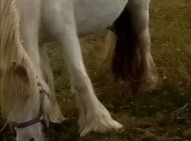 Cremello Mare, 3yrs