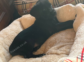 One Labrador girl