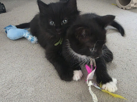 1 boy availble 5 weeks old at the moment