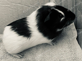 Baby female Guineapig