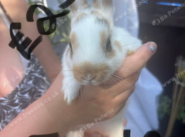 2 Rabbits For Sale