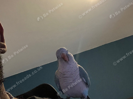 Blue Quaker need gone asap