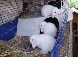 Mini lops for sale