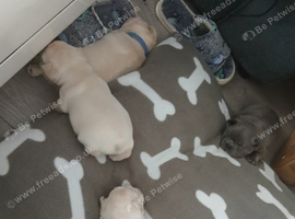 French bulldog puppies