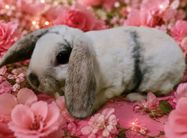 Mini plush lop x mini rex. 2 baby girls ready june 18th