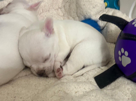 Chihuahua