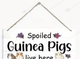 Guinea pig re homing