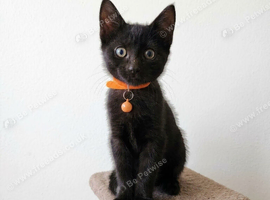 *2 BOYS LEFT* Playful Black Kittens
