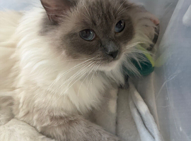 GCCF registered 3 year old female