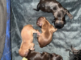 Lovely cheeky Shih Tzu pups