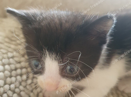 Kitten