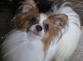 Red sable and white male papillon