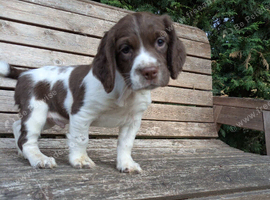 Vaccinated ready to go traditional KC reg springer