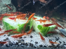 Red cherry shrimp