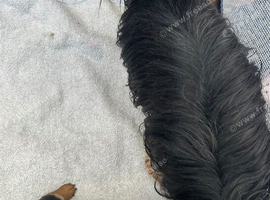 3 beautiful Chorkie puppies