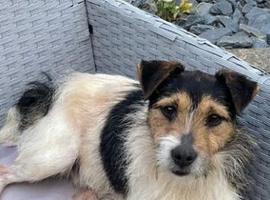 Jack Russel