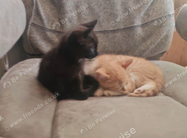 2 male kittens 8weeks old