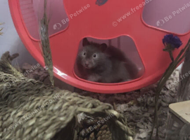 beautiful grey sable female hamster