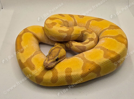 Super enchi coral glow hypo
