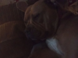 SBT x pocket bully
