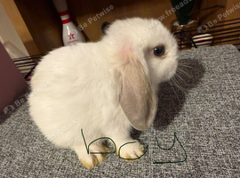 Mini lops.