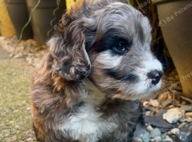 Beautiful Rare F1 Chocolate Merle SaintBerdoodle