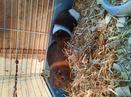 2 male Guinea pigs