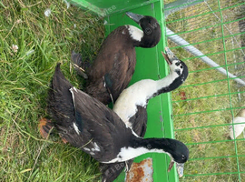 Ducks