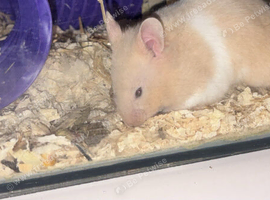 Baby Syrian hamsters