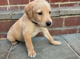 Beautiful Labrador retriever puppies