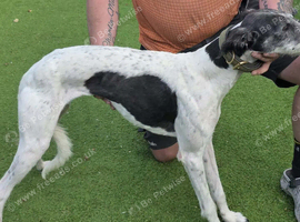 Beddy greyhound