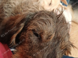 Dashund Boy Stud