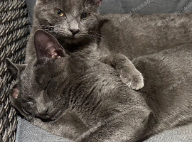 2 Beautiful girls 10 weeks old