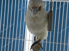 Cockatoo Glasgow