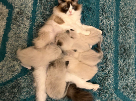 GCCF Ragdoll Kittens