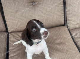 English Springer spaniel for sale