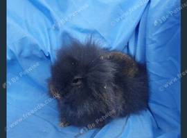 Baby rabbits