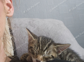 Beautiful bengal kitten girl....
