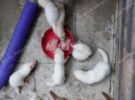 Albino kits