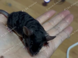 Mice