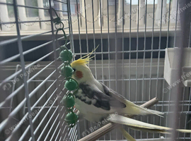 Male cockatiel