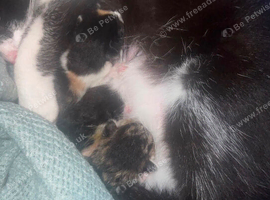 Kitten for sale