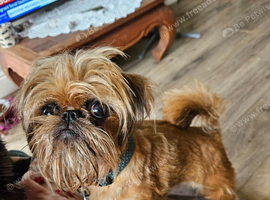Brussels griffon adult